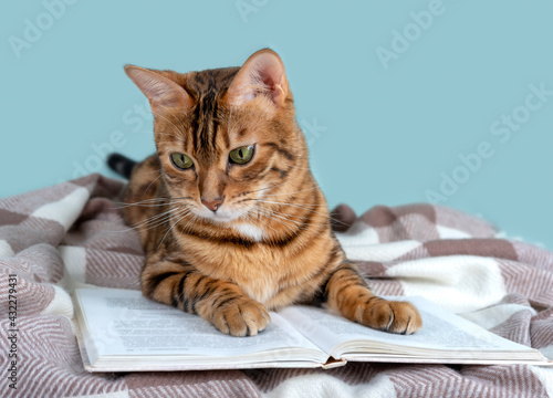 Adorable bengal cat reading a book on a turquoise background