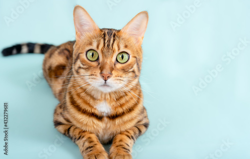 Fototapeta Naklejka Na Ścianę i Meble -  Bengal cat lies on a turquoise background