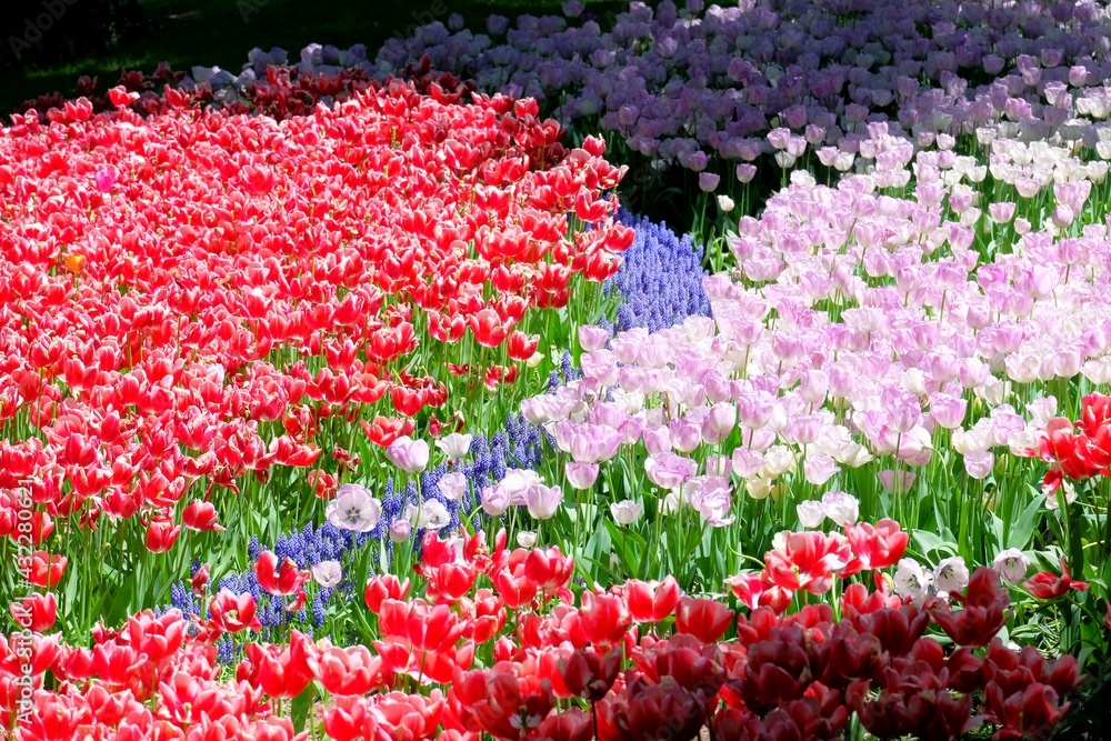Beautiful tulips flower in the garden at Istanbul, Turkey. Tulips are originated from Turkey.
