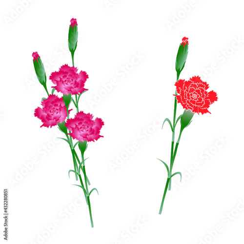  Set of  pink and red   dianthus flowers icon isolated on white background. Vector drawing. 