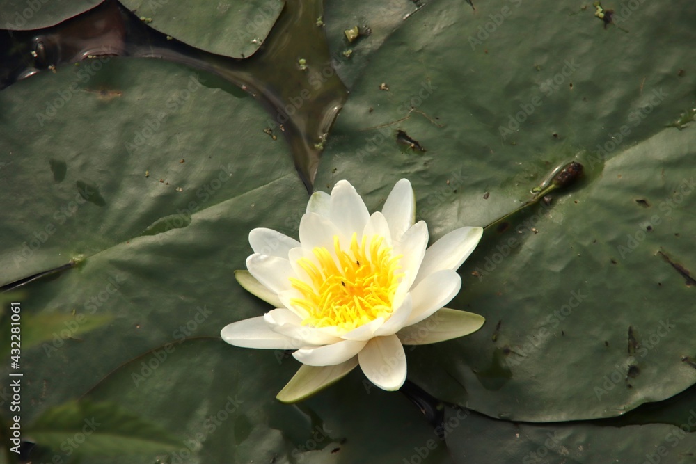 white with yellow water lily floating in green leaves white with yellow water lily floating in green leaves