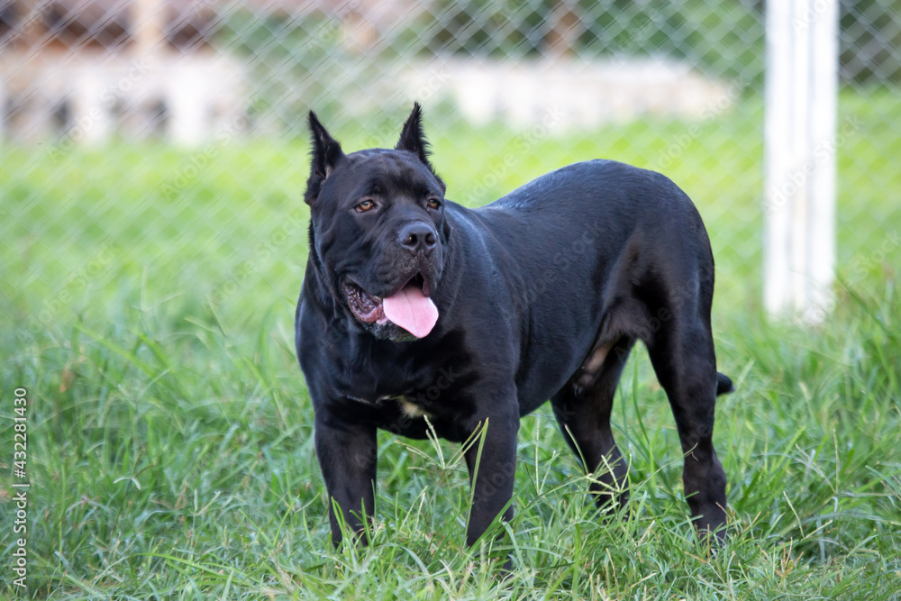 The American Pitbull Terrier is a beautiful, young, and adorable black dog in the grass, strong shape, black, like a black panther.
