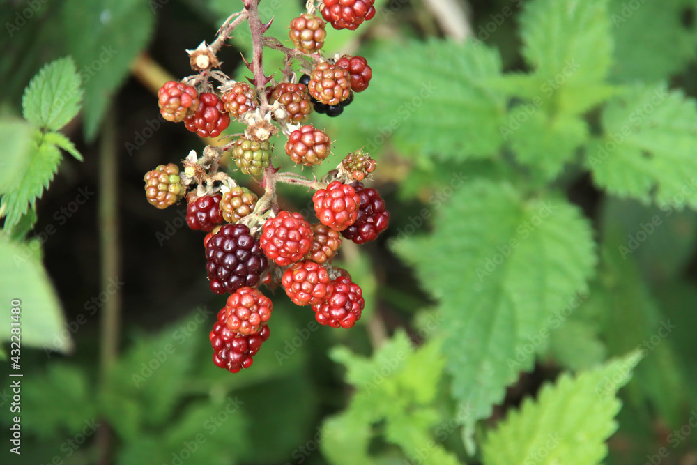unripe blackberries in green and red on a bush unripe blackberries in green and red on a bush