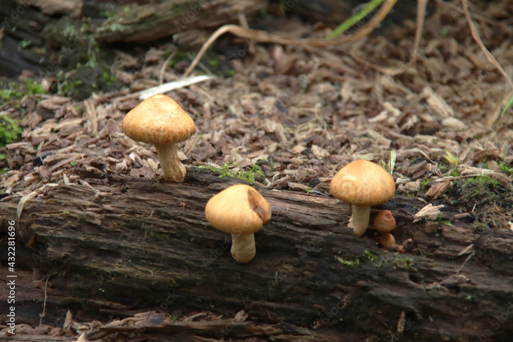 Pluteus podospileus mushroom in a botanic garden Pluteus podospileus mushroom in a botanic garden