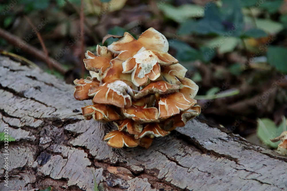 Fototapeta premium Meripilus giganteus is a polypore fungus in the family Meripilaceae