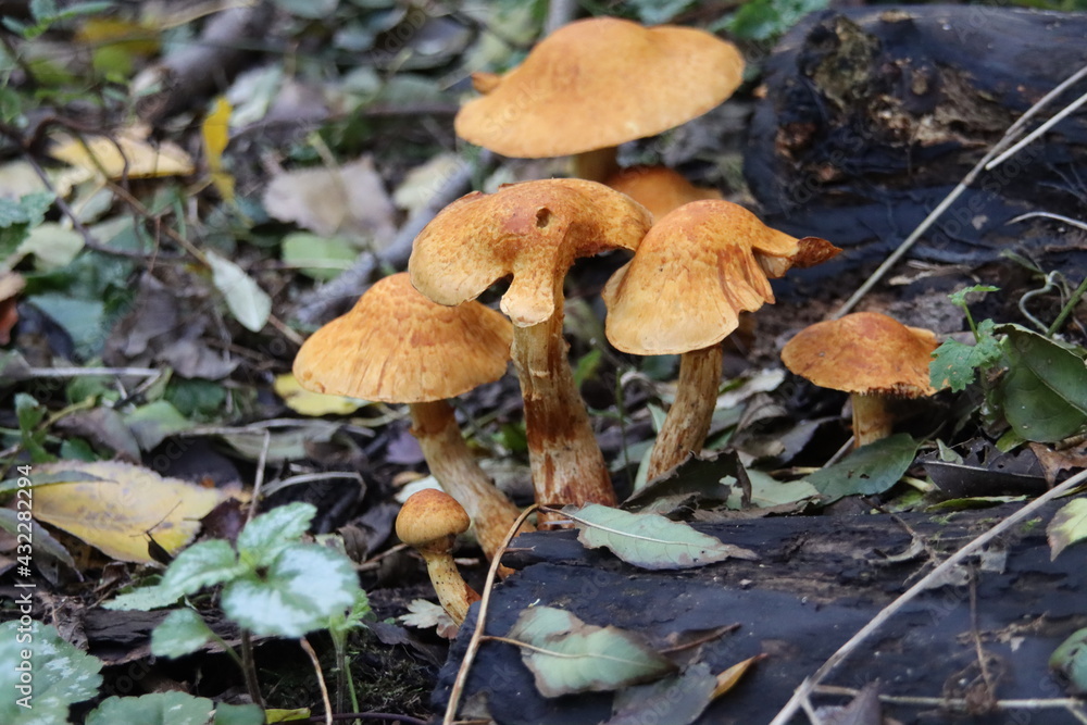 Pluteus podospileus mushroom in a botanic garden Pluteus podospileus mushroom in a botanic garden