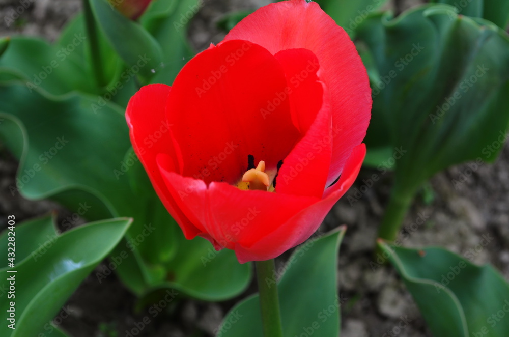 Red tulip flower bloom on background of blurry red tulips flowers Red tulip flower bloom on background of blurry red tulips flowers