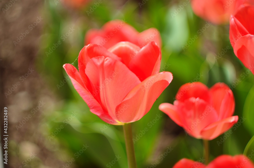 Red tulip flower bloom on background of blurry red tulips flowers Red tulip flower bloom on background of blurry red tulips flowers