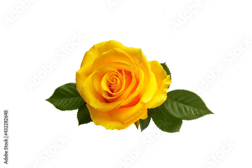 Beautiful yellow rose with leaves isolated on white background