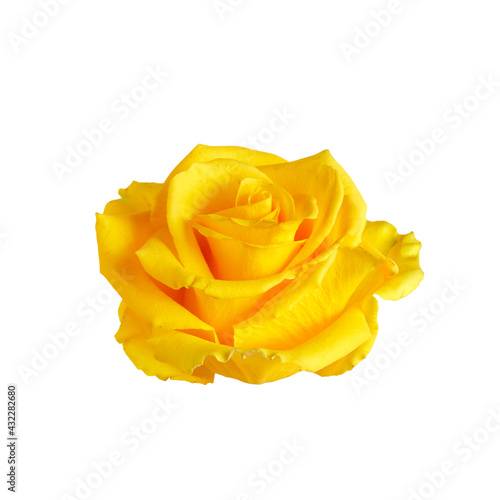 Beautiful yellow rose head isolated on white background