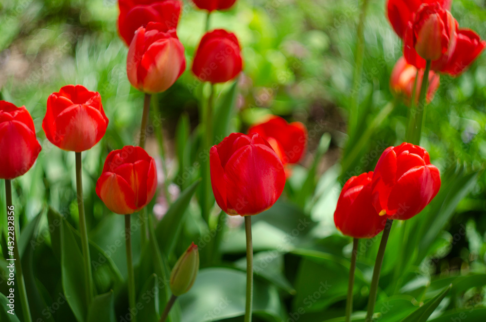 Red tulip flower bloom on background of blurry red tulips flowers Red tulip flower bloom on background of blurry red tulips flowers