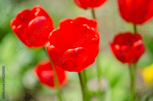 Red tulip flower bloom on background of blurry red tulips flowers