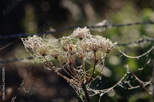 Wet cobwebs of dew on faded hogweed flowers photo