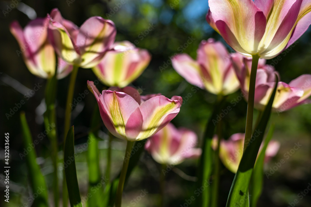 Beautiful tulips in the morning garden. Side view. Beautiful tulips in the morning garden. Side view.