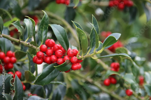 Red berries and dark green leaves of Holly in Park Hitland