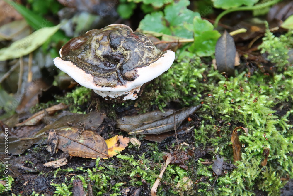 Pleurotus ostreatus or Oyster Mushroom on trees in the botanic garden Pleurotus ostreatus or Oyster Mushroom on trees in the botanic garden