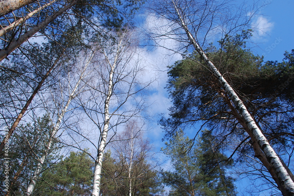 Fototapeta premium Light blue sky with clouds and tree crowns. The trunks of various trees go up to the blue sky with white clouds. Several white birches and brown-green pines.