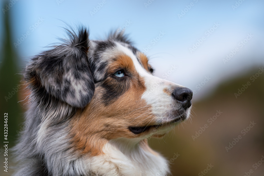 face of australian shepherd sitting on the green gras and blue sky watching to the camera shallow depth of field