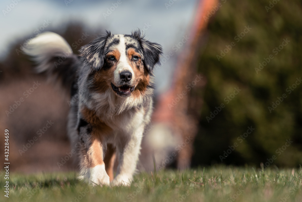 australian shepherd walking on the green gras and blue sky watching to the camera shallow depth of field