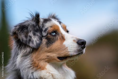 face of australian shepherd sitting on the green gras and blue sky watching to the camera shallow depth of field © Christian