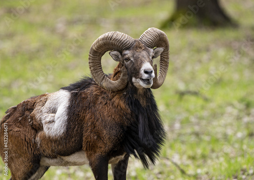 Beautiful ram on a background of grass in the wild © Stanislav