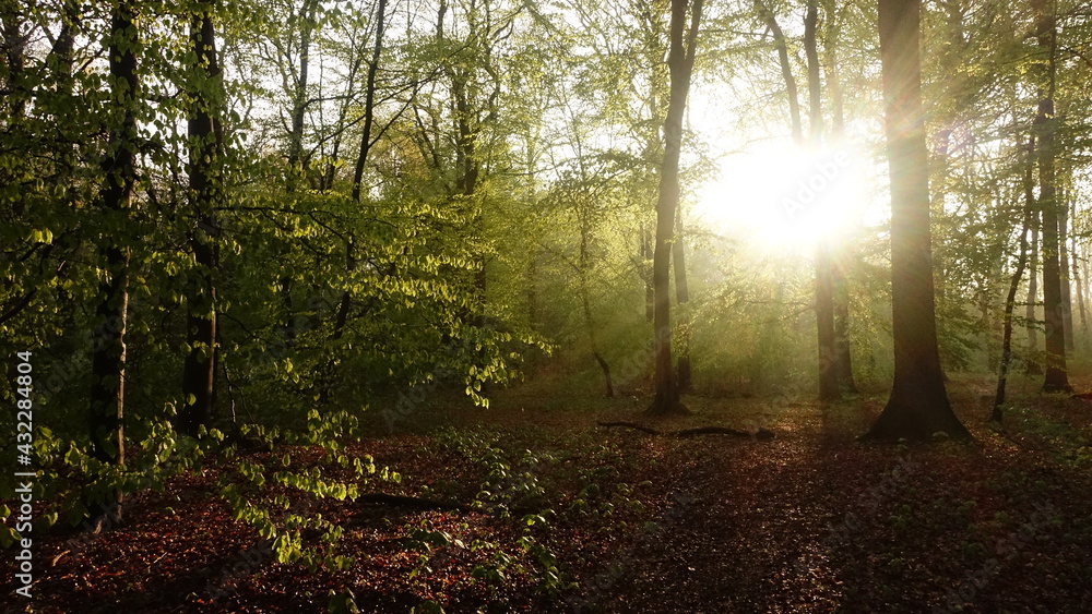 Naklejka premium Haard Shinrin Yoku