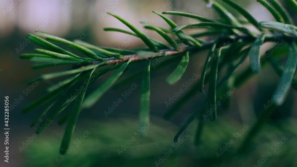 Coniferous branch in the forest close-up. Bright sunlight. The concept of spring, nature, environment. Harmonious colors. Coniferous branch in the forest close-up. Bright sunlight. The concept of spring, nature, environment. Harmonious colors.