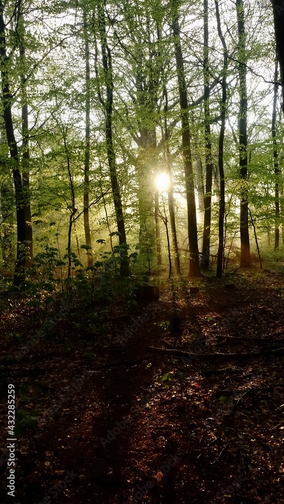 Fototapeta premium Haard Shinrin Yoku