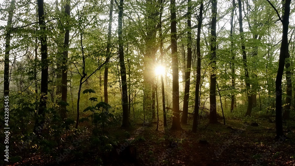 Naklejka premium Haard Shinrin Yoku