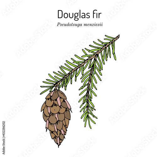 Douglas-fir Pseudotsuga menziesii , state tree of Oregon