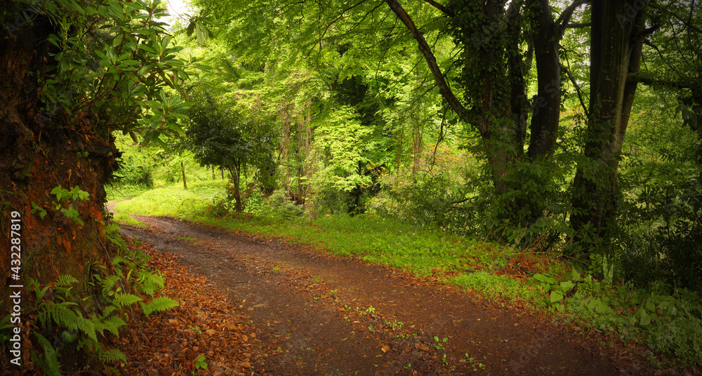Obraz premium Forest in Spring