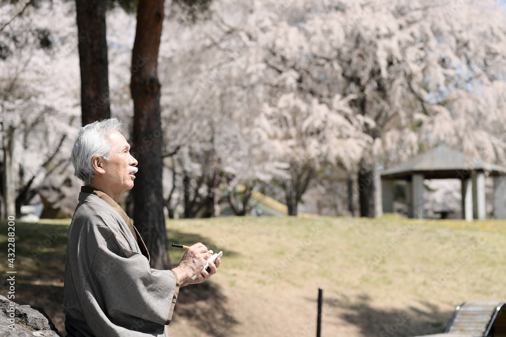 Fototapeta premium 俳句を詠む、着物を着たシニア男性と満開の桜