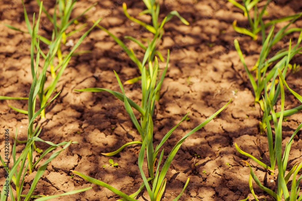 garlic plants in a rows on spring farmland soil garlic plants in a rows on spring farmland soil