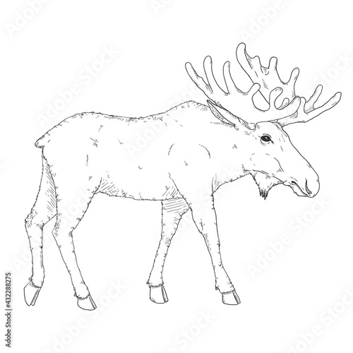 Sketch Moose Vector Isolated Illustration