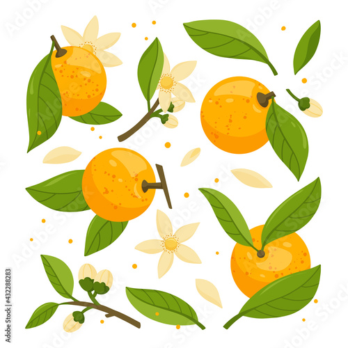 Collection of orange tree branches with fruits and leaves isolated on white background. Fresh citrus. Exotical tropical plant. Modern design for card, logo, web or print. Flat vector illustration.