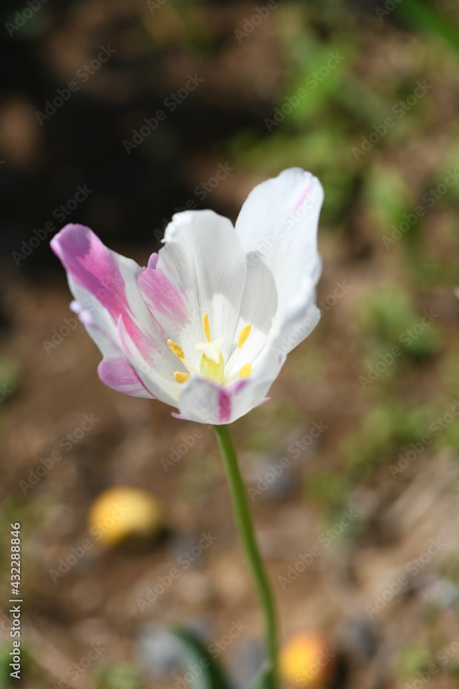 Fototapeta premium チューリップ