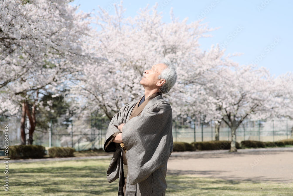 着物を着たシニア男性のポートレートと満開の桜 着物を着たシニア男性のポートレートと満開の桜