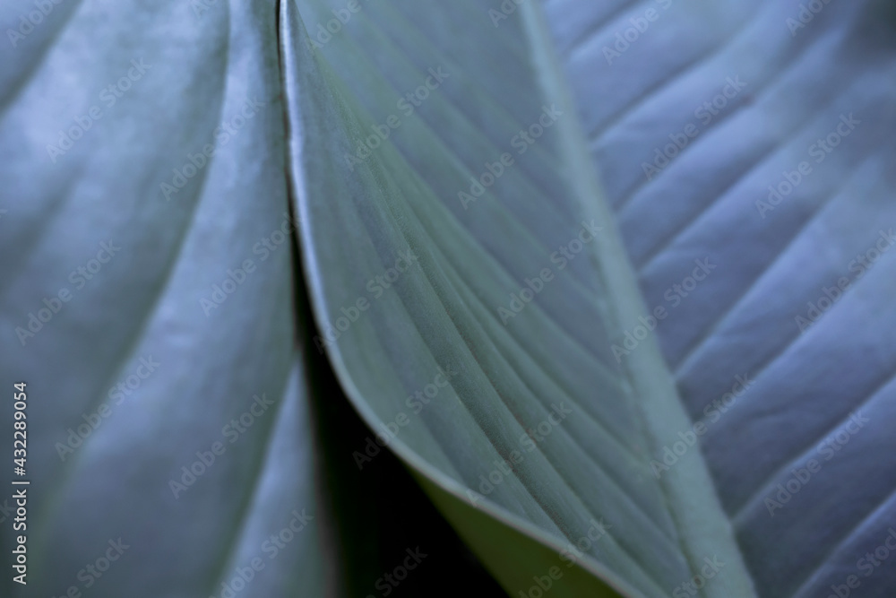 Obraz premium Green leaf texture. Leaf texture background