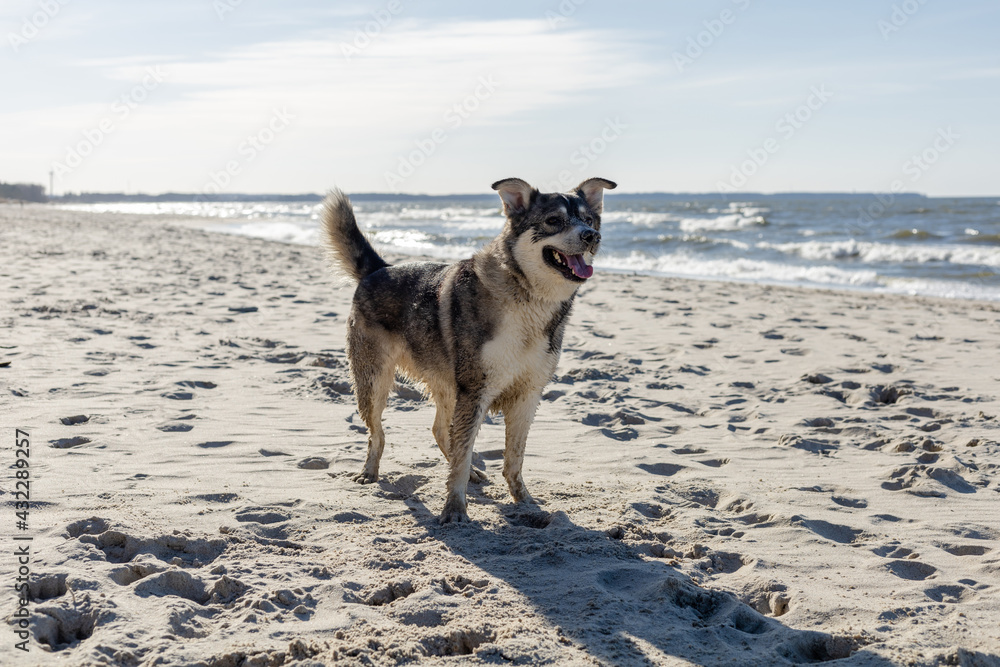 happy dog stands on the beach against the background of the sea happy dog stands on the beach against the background of the sea