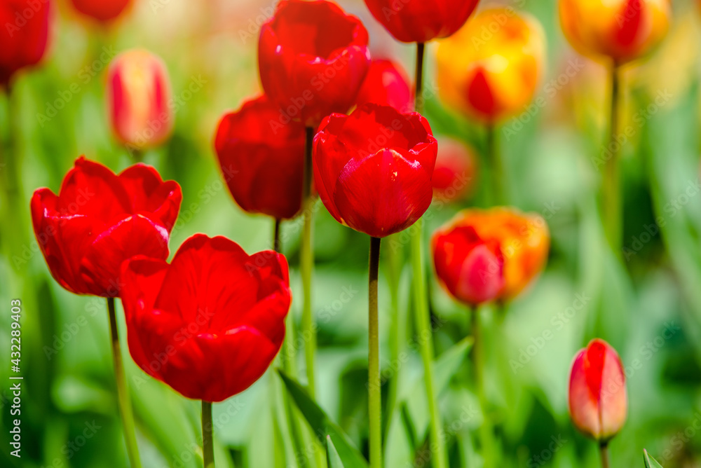 red tulips bloom on a green natural background
red tulips bloom on a green natural background