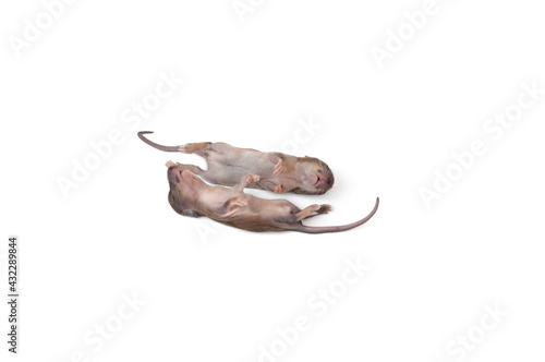 Closeup young rat isolated on white background.