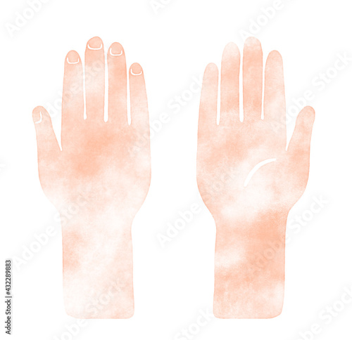 手のひらと手の甲