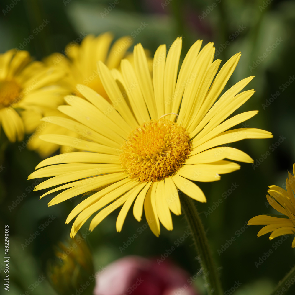 Doronicum orientale or leopard's bane. Flower with capitulum, yellow ray-florets tongue-like, disk florets and small stamens on long glabrous stem in early spring Doronicum orientale or leopard's bane. Flower with capitulum, yellow ray-florets tongue-like, disk florets and small stamens on long glabrous stem in early spring