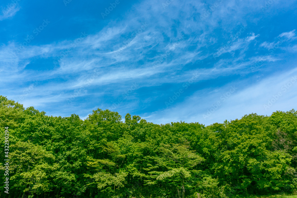 新緑の里山と青空　狭山丘陵　日本の原風景