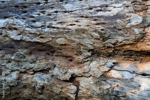 bark of a tree