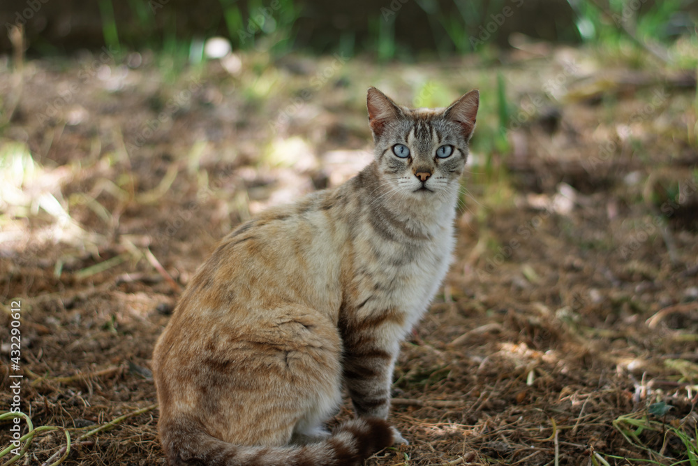 cat in the grass cat in the grass