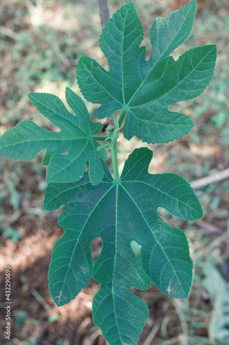 leaves on a tree