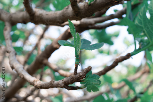 leaves on a tree