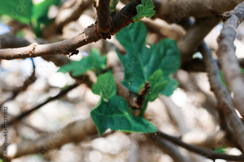 leaves on a tree