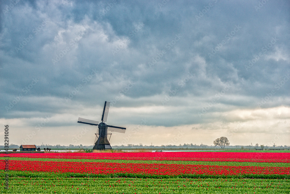 Dutch red tulips and windmill on a rainy afternoon.